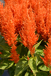 Flamma Orange Celosia (Celosia 'Flamma Orange') at Sargent's Nursery