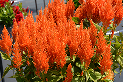 Flamma Orange Celosia (Celosia 'Flamma Orange') at Sargent's Nursery