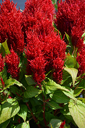 Flamma Red Celosia (Celosia 'Flamma Red') at Sargent's Nursery