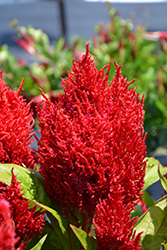 Flamma Red Celosia (Celosia 'Flamma Red') at Sargent's Nursery