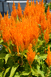 Flamma Golden Celosia (Celosia 'Flamma Golden') at Sargent's Nursery
