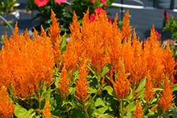 Flamma Golden Celosia (Celosia 'Flamma Golden') at Sargent's Nursery