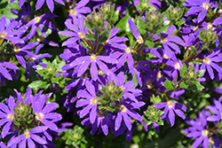 Surdiva Blue Violet Fan Flower (Scaevola aemula 'Surdiva Blue Violet') at Sargent's Nursery