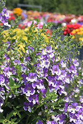 Angelface Wedgwood Blue Angelonia (Angelonia angustifolia 'Angelface Wedgwood Blue') at Sargent's Nursery