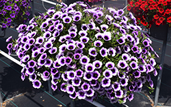 Superbells Blue Moon Punch Calibrachoa (Calibrachoa 'Superbells Blue Moon Punch') at Sargent's Nursery