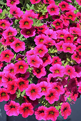 Superbells Cherry Red Calibrachoa (Calibrachoa 'USCAL23101') at Sargent's Nursery