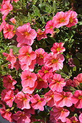 Superbells Tropical Sunrise Calibrachoa (Calibrachoa 'INCALTRSUN') at Sargent's Nursery