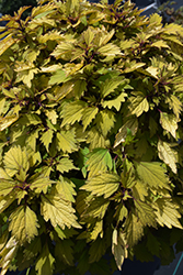 ColorBlaze Royale Pineapple Brandy Coleus (Solenostemon scutellarioides 'Royale Pineapple Brandy') at Sargent's Nursery