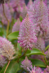 Joey Mulla Mulla (Ptilotus exaltatus 'Joey') at Sargent's Nursery