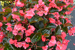 Big Rose Bronze Leaf Begonia (Begonia 'Big Rose Bronze Leaf') at Sargent's Nursery