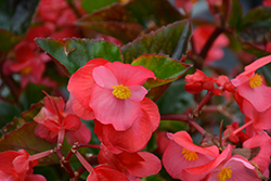 Big Rose Green Leaf Begonia (Begonia 'Big Rose Green Leaf') at Sargent's Nursery