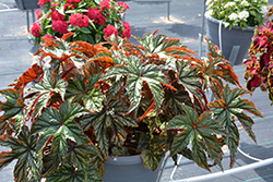 Gryphon Begonia (Begonia 'Gryphon') at Sargent's Nursery