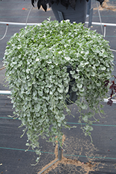 Silver Falls Dichondra (Dichondra argentea 'Silver Falls') at Sargent's Nursery