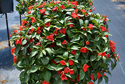 Beacon Bright Red Impatiens (Impatiens walleriana 'PAS1413665') at Sargent's Nursery