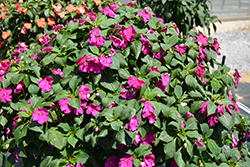 Beacon Violet Shades Impatiens (Impatiens walleriana 'PAS1357834') at Sargent's Nursery