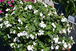 Beacon White Impatiens (Impatiens walleriana 'PAS1357832') at Sargent's Nursery