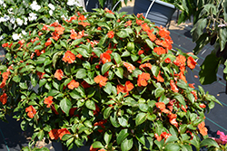 Beacon Orange Impatiens (Impatiens walleriana 'PAS1377331') at Sargent's Nursery