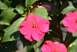 Beacon Rose Impatiens (Impatiens walleriana 'Beacon Rose') at Sargent's Nursery