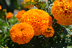 Marvel II Orange Marigold (Tagetes erecta 'PAS1363448') at Sargent's Nursery