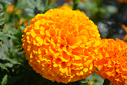 Marvel II Orange Marigold (Tagetes erecta 'PAS1363448') at Sargent's Nursery