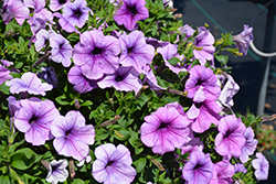 Easy Wave Plum Vein Petunia (Petunia 'Easy Wave Plum Vein') at Sargent's Nursery