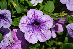 Easy Wave Plum Vein Petunia (Petunia 'Easy Wave Plum Vein') at Sargent's Nursery