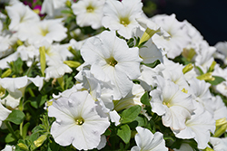 Easy Wave White Petunia (Petunia 'Easy Wave White') at Sargent's Nursery