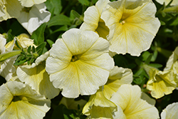 Easy Wave Yellow Petunia (Petunia 'Easy Wave Yellow') at Sargent's Nursery