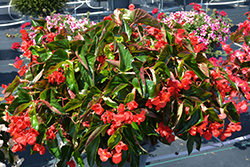 Dragon Wing Red Begonia (Begonia 'Dragon Wing Red') at Sargent's Nursery