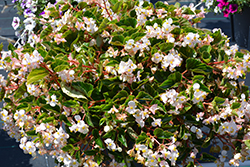 Hula Blush Begonia (Begonia 'PAS1568925') at Sargent's Nursery