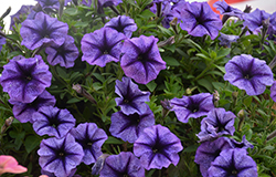 Tea Indigo Vein Petunia (Petunia 'Tea Indigo Vein') at Sargent's Nursery