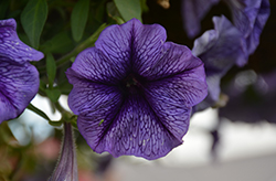 Tea Indigo Vein Petunia (Petunia 'Tea Indigo Vein') at Sargent's Nursery
