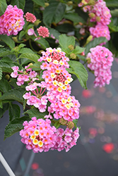 Luscious Pinkberry Blend Lantana (Lantana camara 'Luscious Pinkberry Blend') at Sargent's Nursery