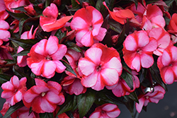 Infinity Blushing Crimson New Guinea Impatiens (Impatiens hawkeri 'Kiamuna') at Sargent's Nursery