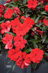 Infinity Red New Guinea Impatiens (Impatiens hawkeri 'Vinfsalbis') at Sargent's Nursery