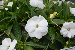 Infinity White New Guinea Impatiens (Impatiens hawkeri 'Visinfwhiimp') at Sargent's Nursery