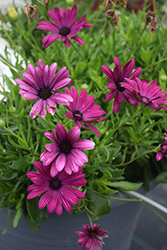 Bright Lights Purple African Daisy (Osteospermum 'Bright Lights Purple') at Sargent's Nursery