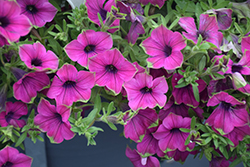 Supertunia Picasso In Purple Petunia (Petunia 'Supertunia Picasso In Purple') at Sargent's Nursery