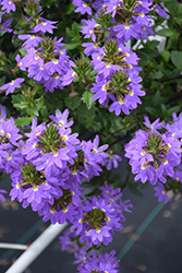 Whirlwind Blue Fan Flower (Scaevola aemula 'Whirlwind Blue') at Sargent's Nursery