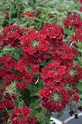 Superbena Royale Romance Verbena (Verbena 'RIKAV38602') at Sargent's Nursery