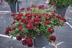 Superbena Royale Romance Verbena (Verbena 'RIKAV38602') at Sargent's Nursery