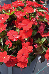 SunPatiens Compact Red New Guinea Impatiens (Impatiens 'SakimP030') at Sargent's Nursery