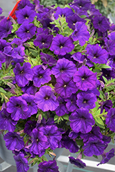SureShot Dark Blue Petunia (Petunia 'Balsursarlu') at Sargent's Nursery