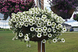 Surdiva White Fan Flower (Scaevola aemula 'Surdiva White') at Sargent's Nursery
