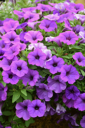 Supertunia Mini Vista Indigo Petunia (Petunia 'BBTUN93201') at Sargent's Nursery