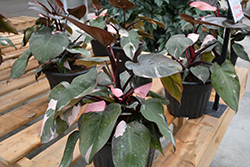 Prismacolor Pink Princess Philodendron (Philodendron 'Pink Princess') at Sargent's Nursery