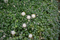 String Of Pearls (Senecio rowleyanus) at Sargent's Nursery