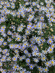 Woods Blue Aster (Symphyotrichum 'Woods Blue') at Sargent's Nursery