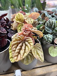 Quito Peperomia (Peperomia caperata 'Quito') at Sargent's Nursery