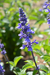 Rockin' Playin' The Blues Salvia (Salvia 'Balsamispim') at Sargent's Nursery